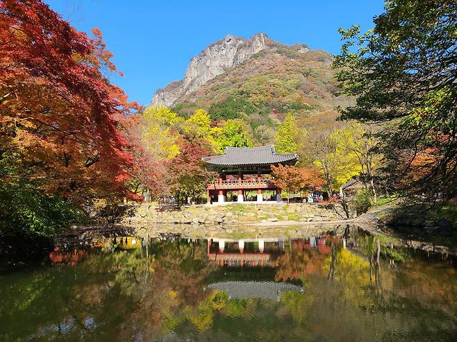 내장산백암 비자림과 애기단풍길. 사진 국립공원공단