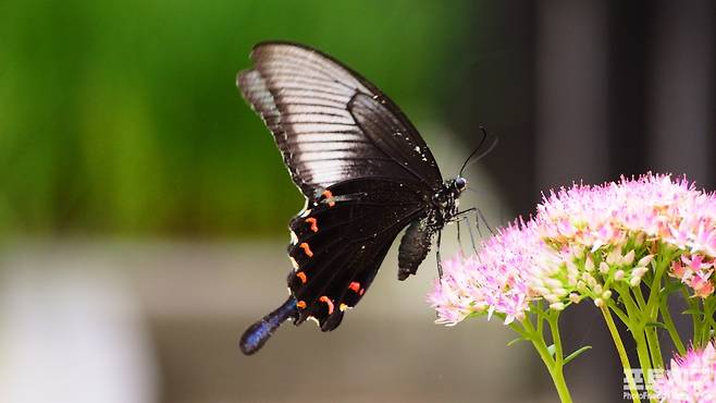 큰꿩의비름꽃과 긴꼬리제비나비