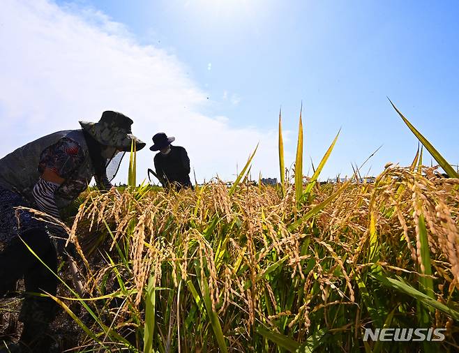 [수원=뉴시스] 김종택기자 = 청명한 날씨를 보인 14일 오후 경기도 수원시 농촌진흥청 국립식량과학원 작물연구동에서 관계자들이 누렇게 익은 벼를 수확하고 있다. 2021.09.14.jtk@newsis.com
