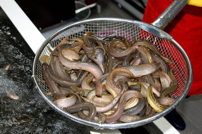 추어탕을 끓이려면 미꾸라지 크기가 15~20cm 정도는 돼야 한다. 그렇게 자라기까지 보통 미꾸라지는 1년 정도 걸린다. [GettyImage]