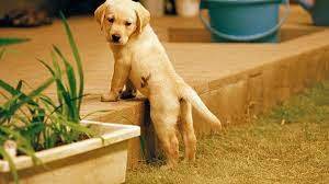 맹인안내견과 주변 사람들과의 가슴 따뜻한 교류를 그린 일본 베스트셀러 ‘맹인안내견 퀄의 일생’을 영화화한 작품.