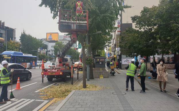 고소작업차를 활용해 은행나무 열매를 채취하고 있는 모습. |서울시 제공
