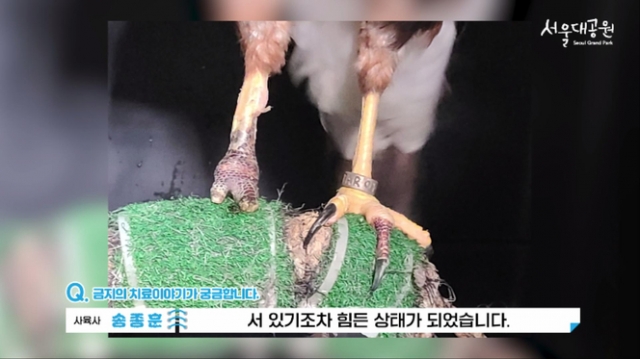 발가락이 절단되고 동상이 진행된 금지의 상태.  서울대공원 공식 유튜브 영상 캡쳐.