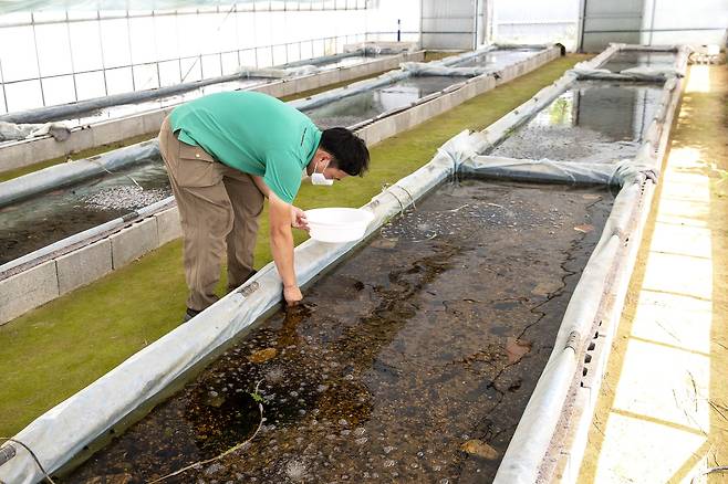 김 사육사가 수로에 먹이(다슬기)를 넣고 있다. 이곳에서 연간 소비되는 다슬기의 양은 약 1톤에 달한다. 장진영 기자
