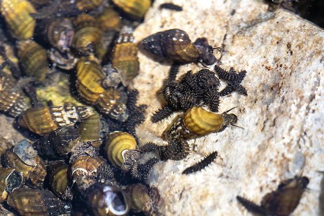 수로에 있는 애반딧불이의 애벌레. 다슬기를 주 먹이로 삼는다. 장진영 기자