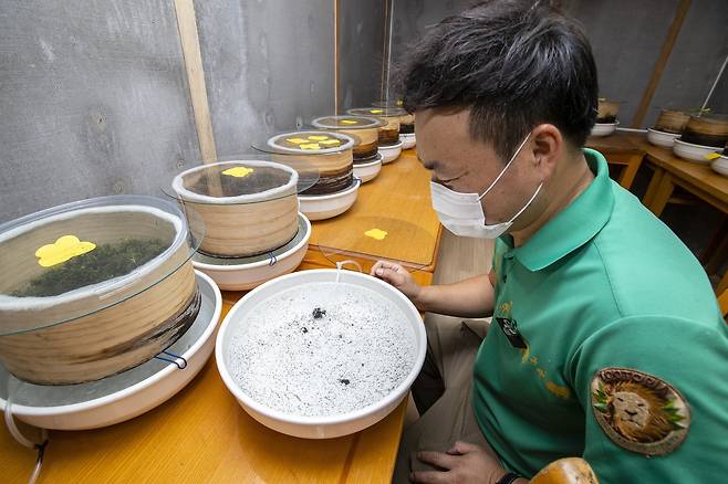 김 사육사가 수반에 담긴 애반딧불이 알을 관찰하고 있다. 장진영 기자