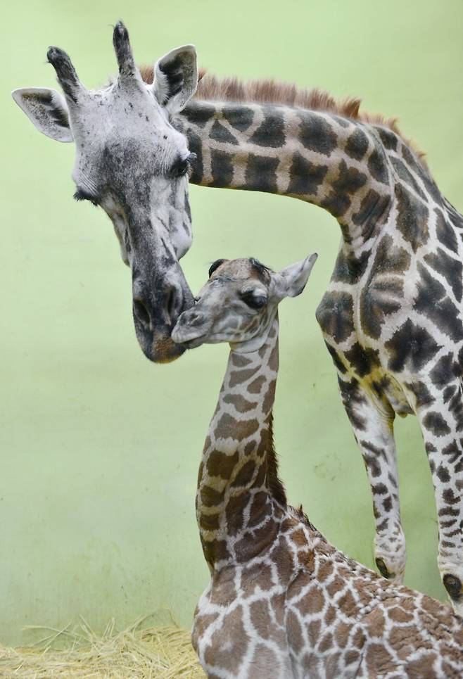 장순이가 2013년 9월 출산한 18번째 딸이자 막내인 천지와 함께인 모습. 사진 에버랜드