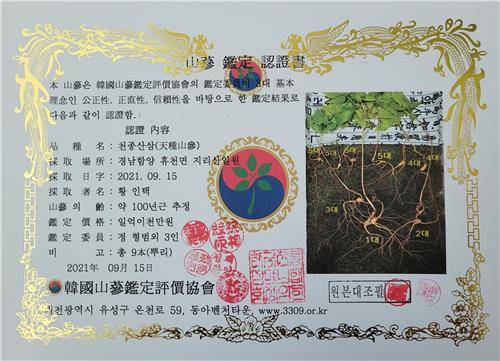 천종산삼 감정서 [한국전통심마니협회 제공. 재판매 및 DB 금지]
