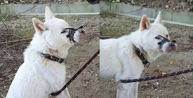 (사진=‘비글구조네트워크’ 인스타그램)