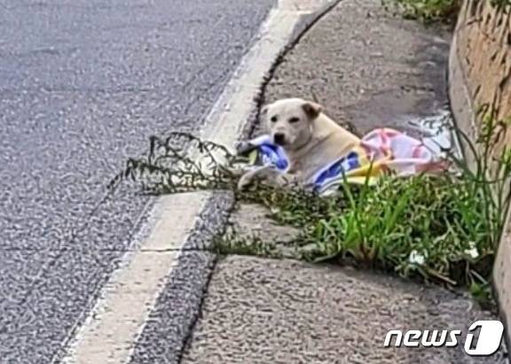 2일 충북 음성의 한 도로에서 교통사고를 당한 백구. 주변 도움으로 갓길로 옮겨져 보호를 받았다. (독자 제공) © 뉴스1