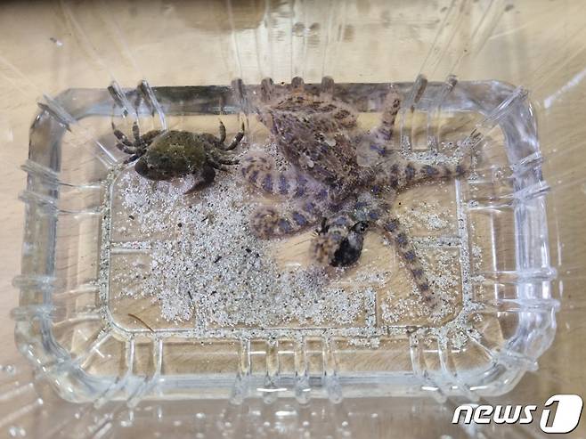 지난 20일 제주시 금능해변 앞 해상에서 발견된 파란고리문어.(제주해양경찰서 제공)© 뉴스1