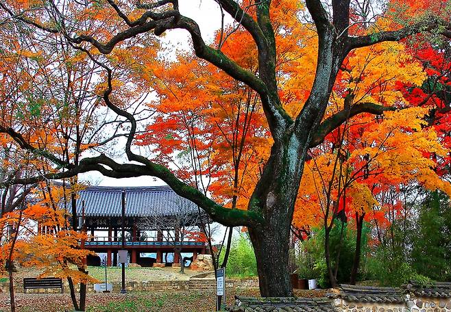삼척 죽서루의 가을 [삼척시 제공.재판매 및 DB 금지]
