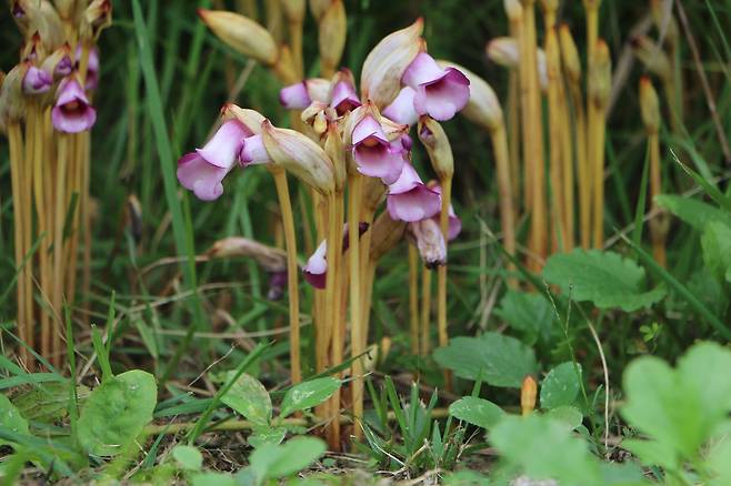 서울 하늘공원 야고.