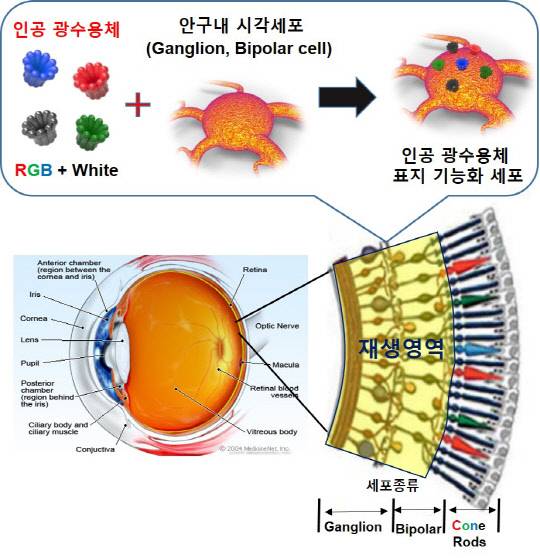 인공 광수용체를 이용한 시력복원 기술 개요 <자료:KIST>