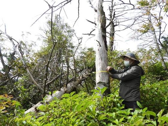 지리산 중봉 근처 조사지점에서 고사목 실태를 조사 중인 국립백두대간 수목원 연구팀. 강찬수 기자.