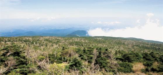 지난해 8월 촬영한 한라산 성판악 등산로 1800m 고지 구상나무숲 모습. 조현우 사진작가