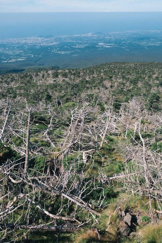 한라산 구상나무 고사 현장. 조현우 사진작가