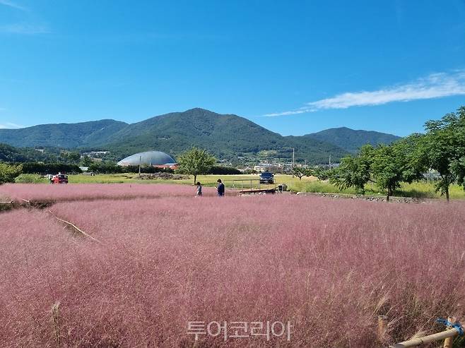 거제 농업개발원 진입로에 피어난 분홍 핑크뮬리