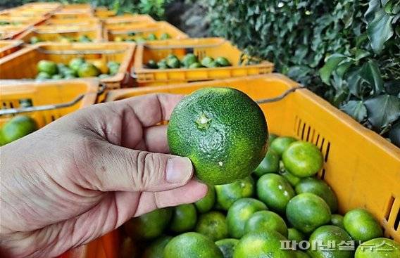 제주 서귀포시 토평동 소재 선과장에서 불법 유통하려던 비상품 감귤. [제주도 자치경찰단 제공]