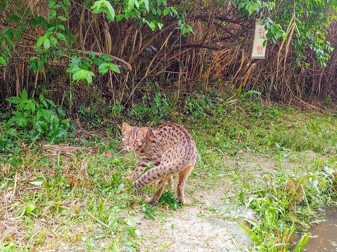 서울 암사생태공원에서 확인된 삵의 모습. 서울시 제공