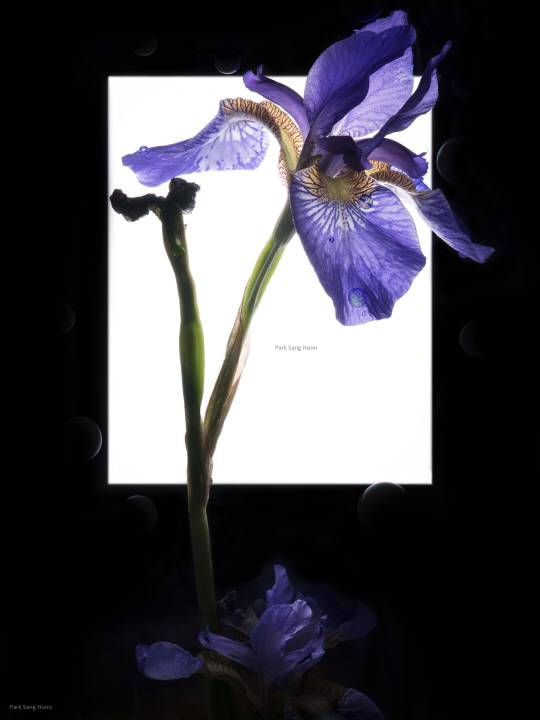 박상훈, ‘화양연화(Carpe Diem) Flower 01’, 2018∼2021, 122×163㎝.