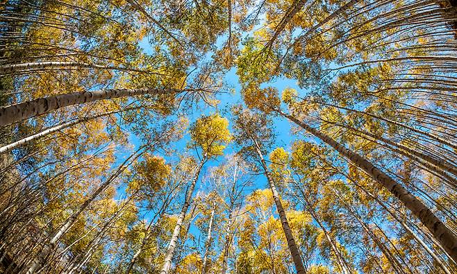 가을 하늘 푸르고 공활한데, 원대리 자작나무숲은 순백의 세상