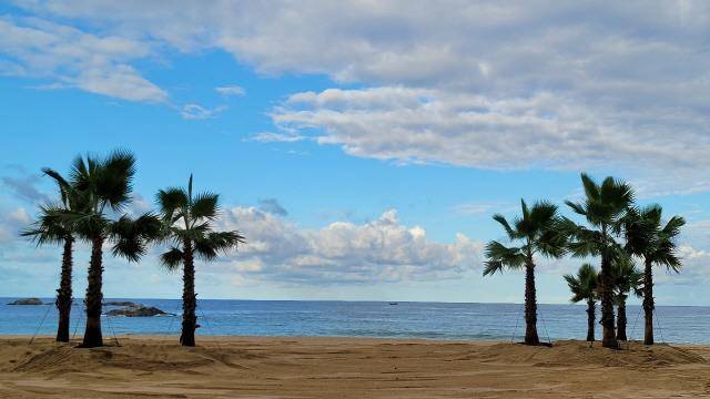 강원도 강릉시가 경포해변의 중앙광장 백사장에 심어 놓은 50그루 야자수 모습.강릉시 제공