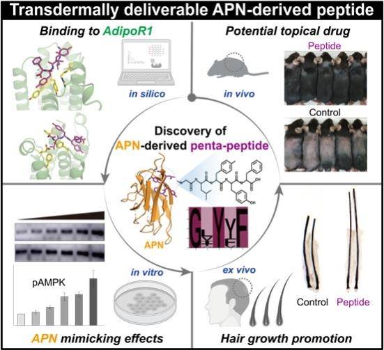 모발 성장 촉진 펩타이드 개발 개요도 (서울=연합뉴스) 모발 성장 촉진 펩타이드 개발 개요도. 2021.09.24. [서울대학교병원 제공. 재판매 및 DB 금지]