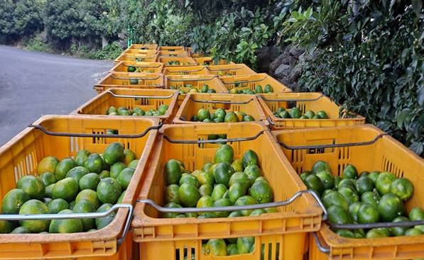 제주도 자치경찰단, 덜 익은 극조생 감귤 수확 현장 적발  [제주도 자치경찰단 제공. 재판매 및 DB 금지]