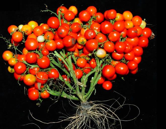 크리스퍼 유전자 가위 기술로 열매가 마치 포도송이처럼 열리도록 유전자를 교정한 방울토마토./미 콜드 스프링 하버 연구소