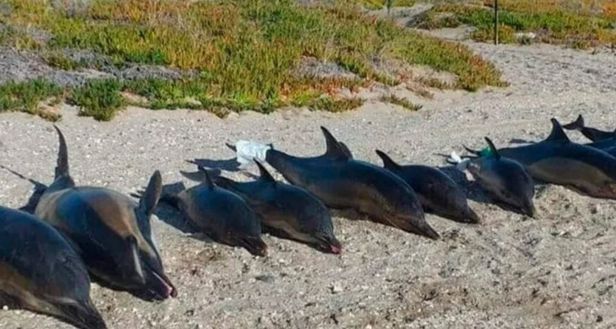 아르헨티나 리오네그로주 라스그루타스 해수욕장 근처에서 발견된 돌고래 사체들 / 사진 = 아르헨티나 언론 클라린