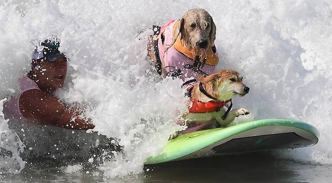 일단 서핑이 시작되면 혼자 파도를 타야 한다. AFP=연합뉴스