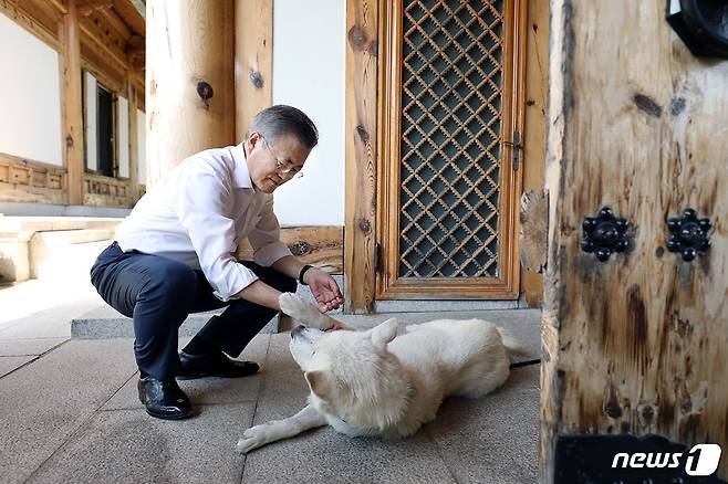 문재인 대통령이 지난 2일 오후 관저에서 풍산개 마루를 어루만지고 있다. (청와대 제공) 2018.10.5/뉴스1