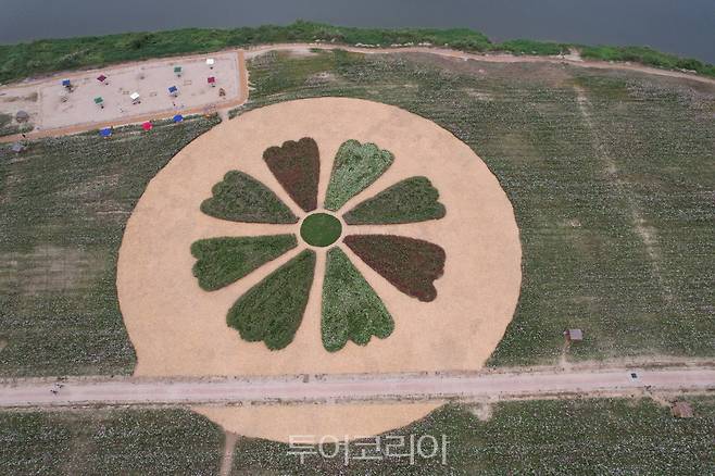 부여 백마강변 가을꽃 코스모스 5길