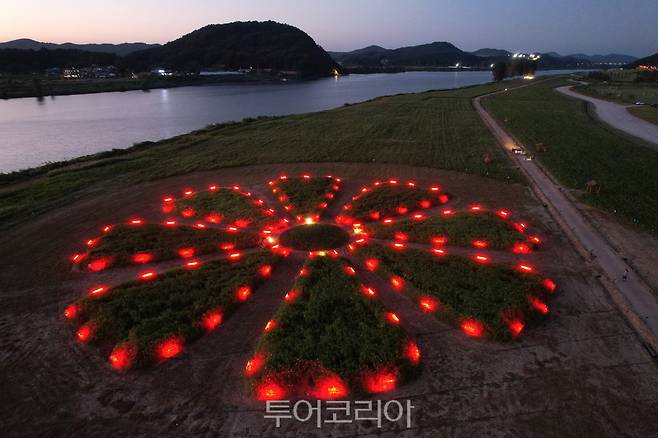 부여 백마강변 가을꽃 코스모스단지 야간경관 