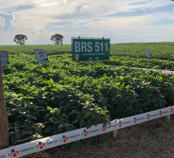 CJ셀렉타 대두 농장 사진 전경 / 사진=CJ제일제당 제공