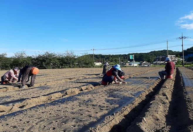 추석 연휴를 앞둔 지난 17일 경기도 파주시 문산읍의 한 농경지에서 농업노동자들이 양파를 심고 있다.