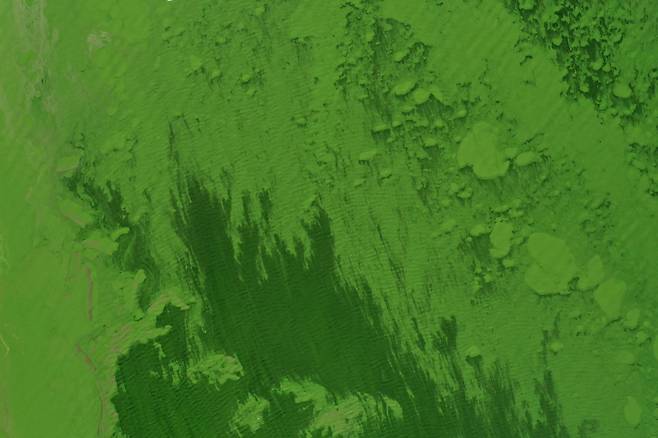 호수면을 덮은 청록색 조류. AFP=연합뉴스