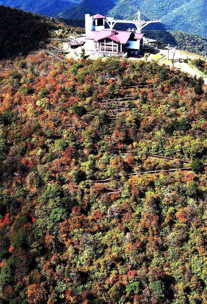 [평창=뉴시스] 김경목 기자 = 26일 강원도 평창군 발왕산(해발 1458ｍ) 정상에서도 단풍이 물들기 시작했다. 올해 단풍은 온난화의 요인으로 예년보다 늦게 물들기 시작했다. (사진=독자 제공) 2021.09.26. photo@newsis.com *재판매 및 DB 금지