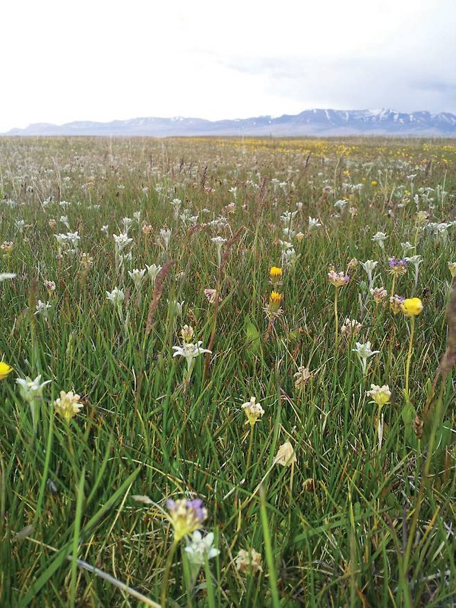 호수와 호수 사이에 난 길에는 에델바이스가 지천이다.