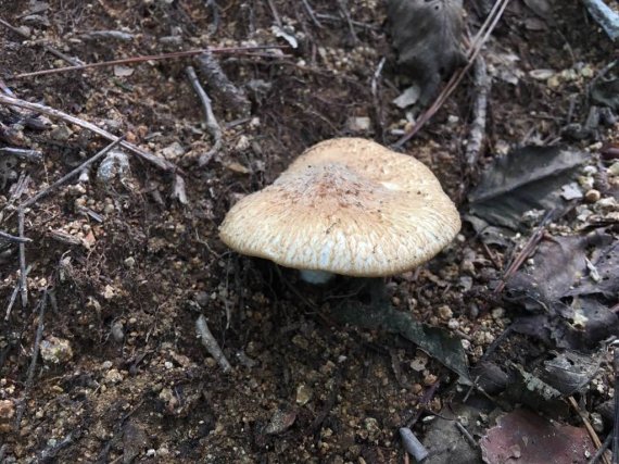 지난 11일 울산 입화산 참살이숲에서 발견되 '치악송이' 버섯. 전문가들은 북쪽 지방에서 주로 관찰되는‘치악송이’가 남쪽 지방에 속하는 울산에서 관찰했다는 데 큰 의미가 있다고 평가했다. /사진=울산시 제공