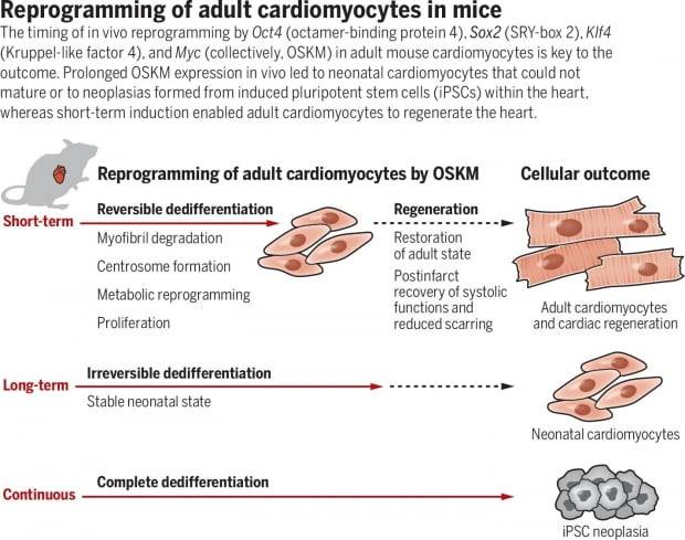 망가진 심근세포에 야마나카 인자를 짧은 시간 노출하자 신생아 상태의 심근세포로 돌아갔다가 다시 성인의 심근세포로 분화했다. 이렇게 분화한 성인의 심근세포는 심장 기능을 상당부분 회복했다. 하지만 야마나카 인자를 긴 시간 노출할 경우 신생아 상태의 심근상태에서 멈춰버렸으며, 계속 노출시키자 유도만능줄기세포 단계까지 돌아갔다. 사진=사이언스