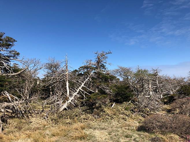 제주도 한라산에서 고사한 구상나무. 산림청 국립산림과학원의 분석 결과 기후변화로 잦아진 태풍과 봄철 온도 상승, 숲의 노령화 등으로 제주 구상나무 숲 면적이 최근 20년 사이 약 33% 감소한 것으로 나타났다.  산림과학원 제공
