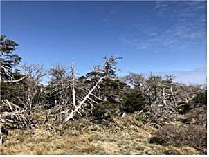 한라산 구상나무 고사목 *재판매 및 DB 금지