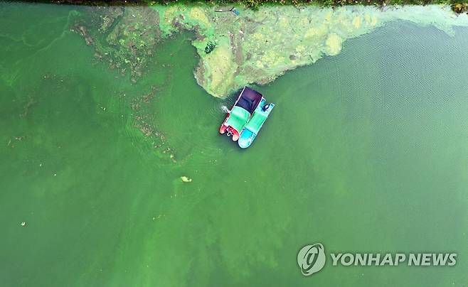 대청호 녹조 제거 [연합뉴스 자료 사진]