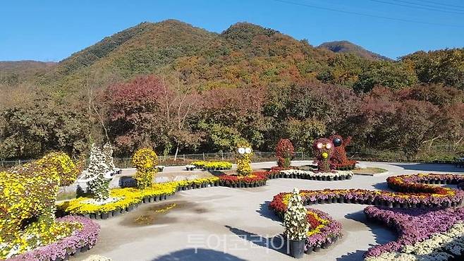 연천 전곡 선사유적지서 국화전시회