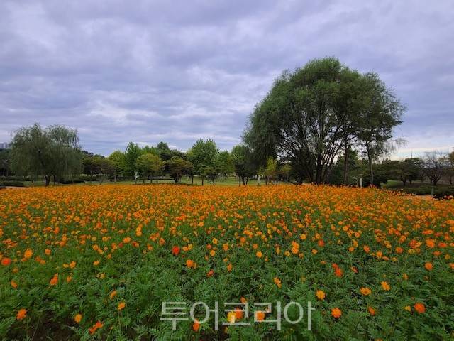 여주 금은모래강변공원 황화코스모스
