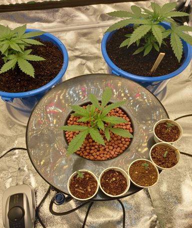 29일 인천본부세관은 대마씨앗을 밀수해 안방에서 재배한 외국인 A씨를 구속해 검찰에 넘겼다고 밝혔다. /인천본부세관