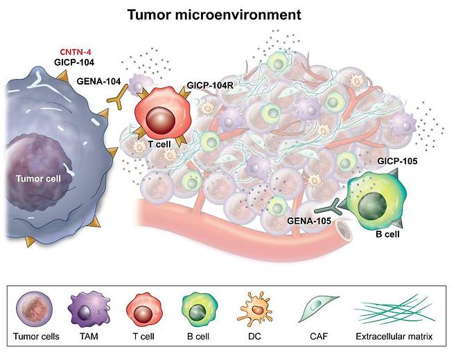 지놈앤컴퍼니 신규타깃 면역항암제 (자료=지놈앤컴퍼니)