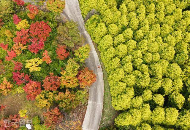 척야산문화수목원 끝자락의 황금측백과 단풍나무 군락. 산촌마을의 소박한 가을 서정을 즐기기에 부족함이 없다.